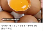 난각번호1번 유정란 무항생제 자연방사 계란