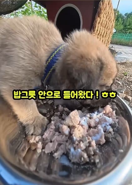 조회수1500만 견주 허락 없이 1개월 아기 강아지 그늘막 설치 사연, (42)
