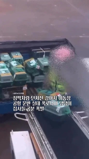 짐짝처럼 던져진 강아지 이동장 공항 운반 실태....... (3)