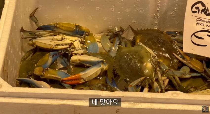 싱글벙글 이탈리아에서 청게(블루크랩) 가격 (11)