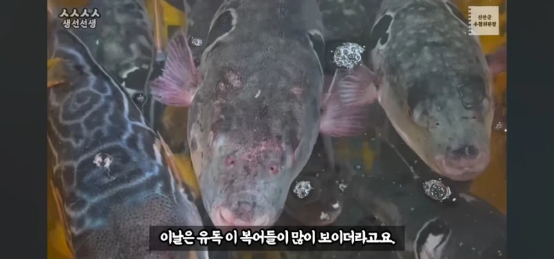 산란기의 복어독이 강하지만 상관없는이유