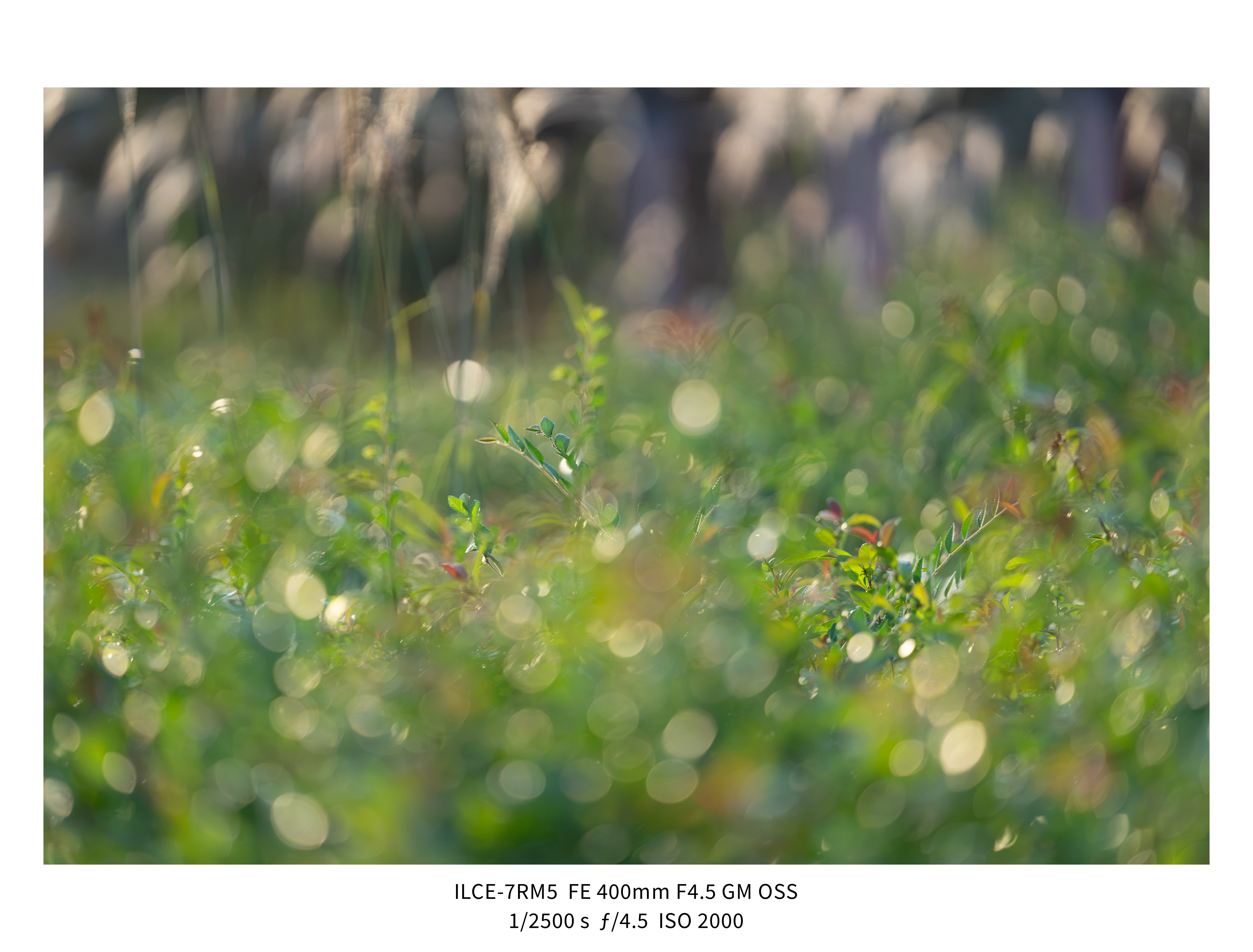 애기사백금(400mm F4.5 GM) non-새찍 작례 (25장) (13)