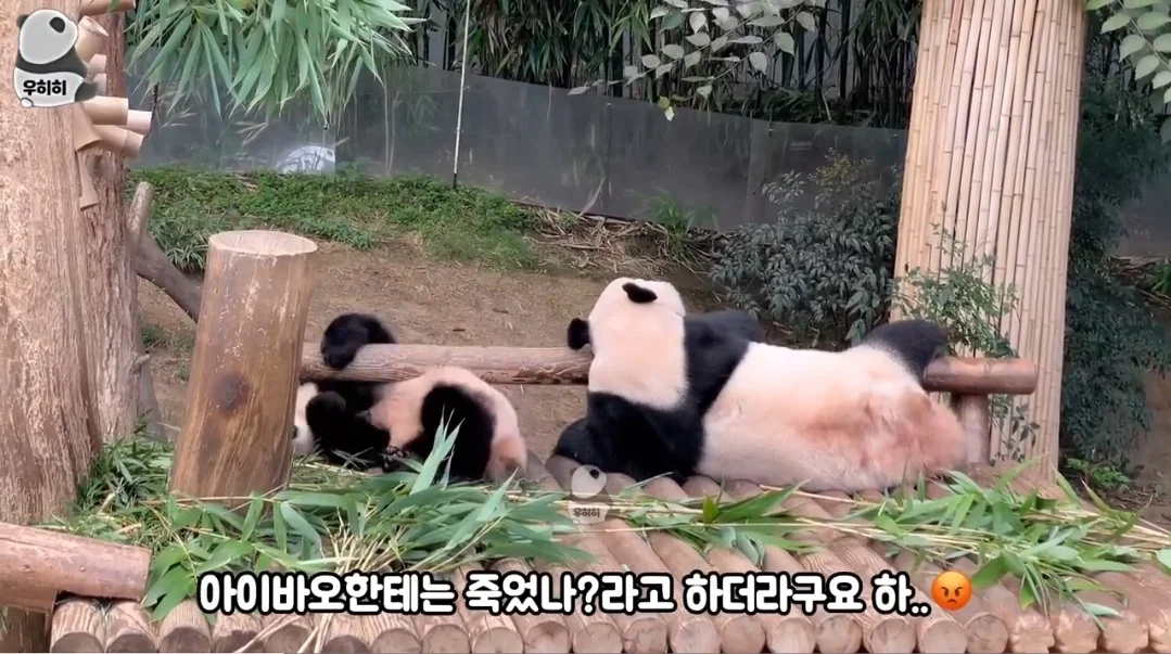 의외로 판다월드가면 이런 막말하는 관람객많음 (3)