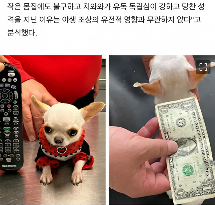 경악충격 치와와는 개가 아니었다?! (4)