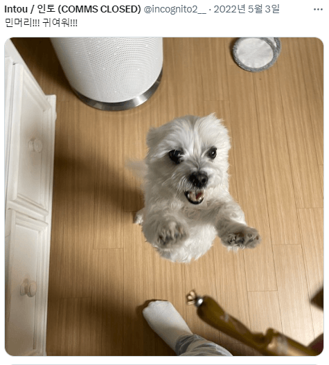 싱글벙글 반가우면 민머리 되는 댕댕이들 (7)