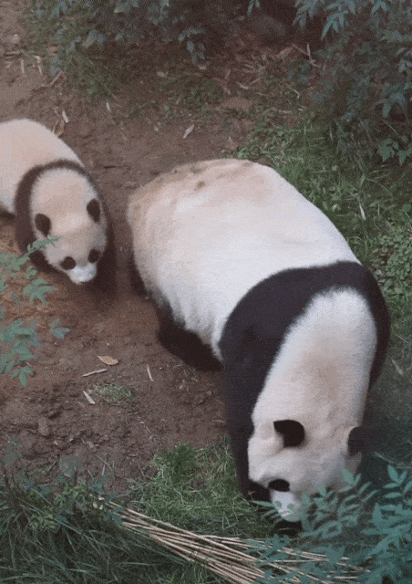 아이바오 따라하는 후이바오 🐼❤🩷 (11)
