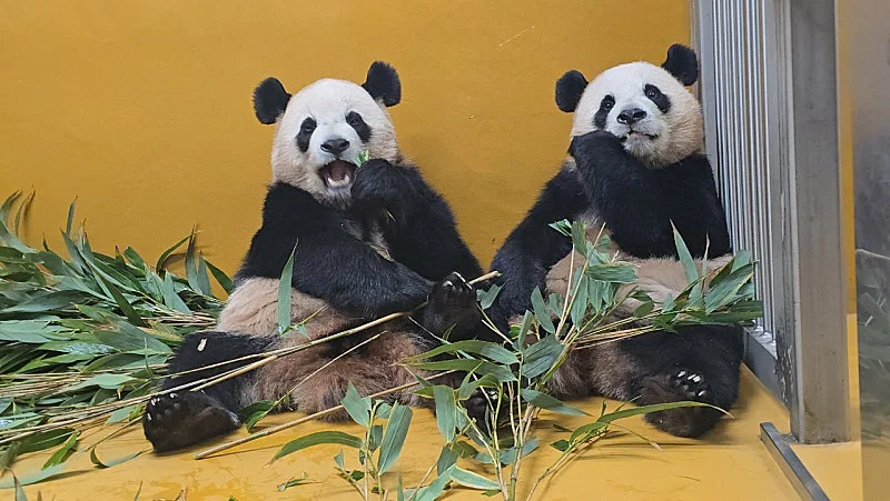 오늘자 남천바오 할부지(=강바오) 글 속 둥이들 언급🐼💜🩷 (2)
