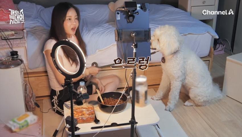 싱글벙글 반려견이 스트레스 받는데도 방송 촬영은 멈출 수 없다는 보호자 (14)