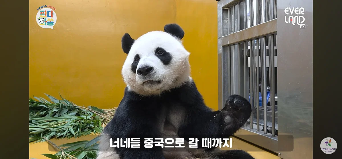 [판다와쏭] 루이후이 중국 유학 가기전까지 매일 출근하실거라는 송바오님💜🩷🐼🐼 (2)