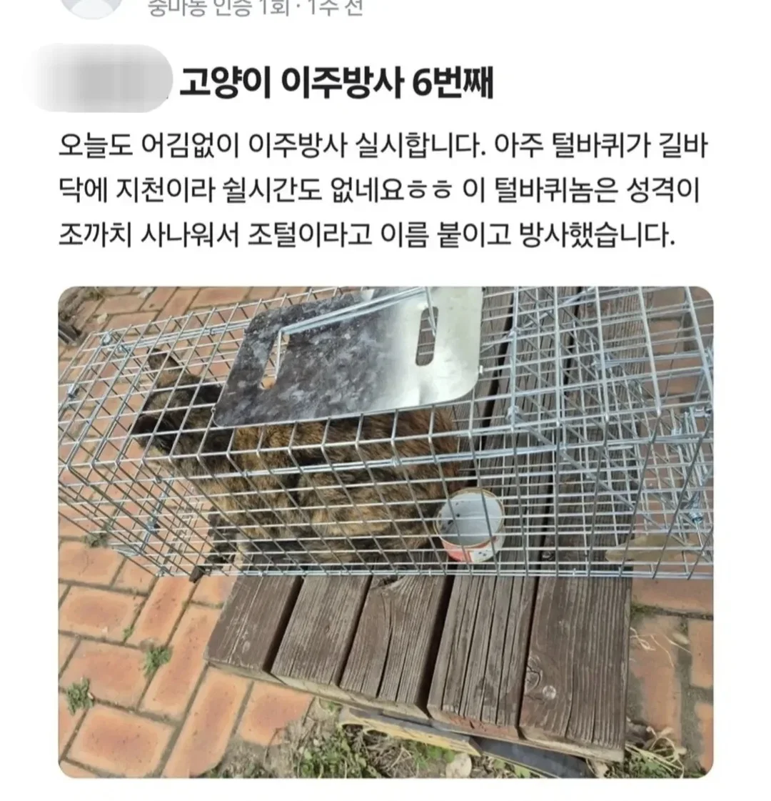 길고양이 갯벌에 무단 방사해서 익사시키고 캣맘 조롱한 남성 동물학대죄 인정 받음 (10)