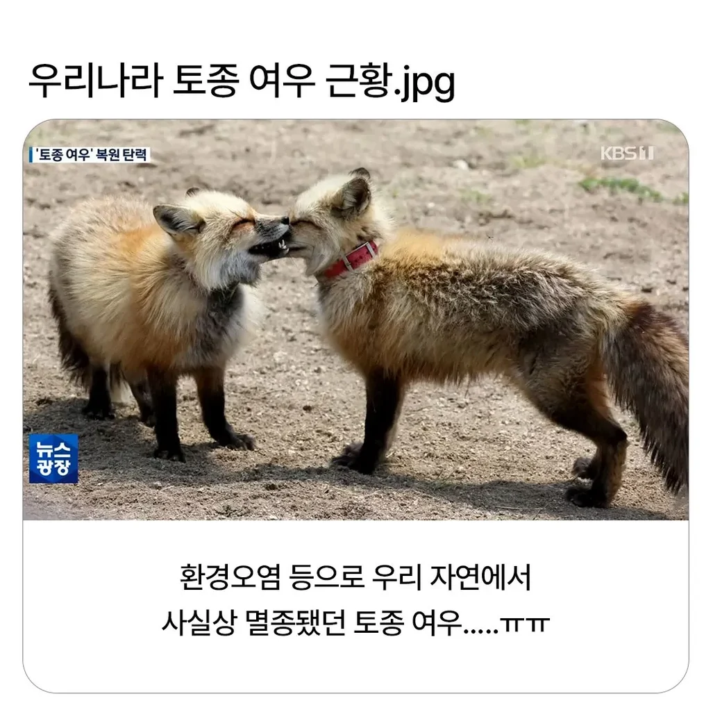 토종여우 근황