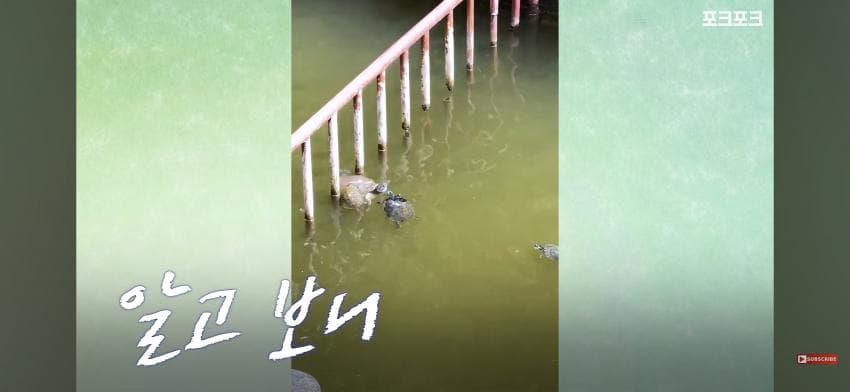 감동감동 큰 거북 곤경에 처하자 작은 거북들,얘들아 모여! (3)