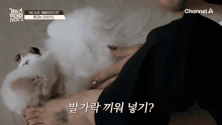 [#개와늑대의시간2] _저 같아도 물 것 같._ 하루에 개를 462번 부르는 보호자!_😨🚨 (귀에 딱지 앉을 듯.)🤕🐕 _ 개와 늑대의 시간2 17회 7-29 screenshot.png