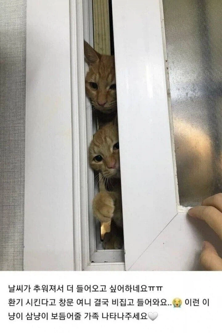 캣맘 레전드 짤들