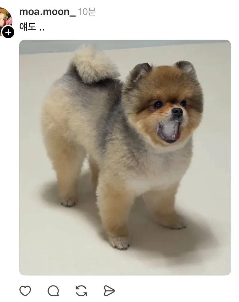 스레드] 강아지 물에 얼음 넣어줬더니