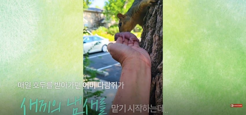 어미 다람쥐에게 갈곳 잃은 새끼 보여줬더니.. (26)