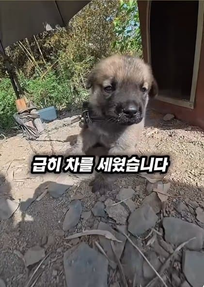 조회수1500만 견주 허락 없이 1개월 아기 강아지 그늘막 설치 사연, (7)