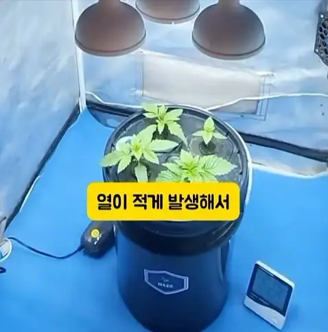 도둑들이 포르셰 눈알만 빼가는 이유