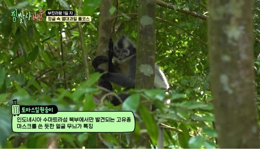 싱글벙글 정글에서 만나면 위험한 동물 (14)