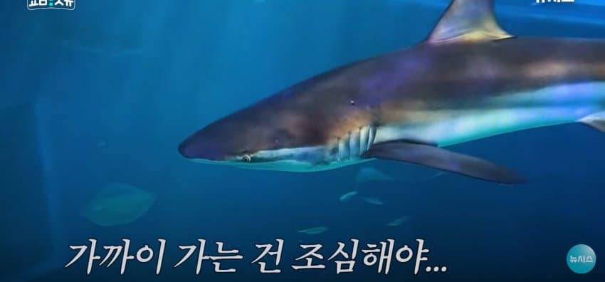 상어 한마리에 3만명 몰려, 부산 명소가 된 북항 (22)