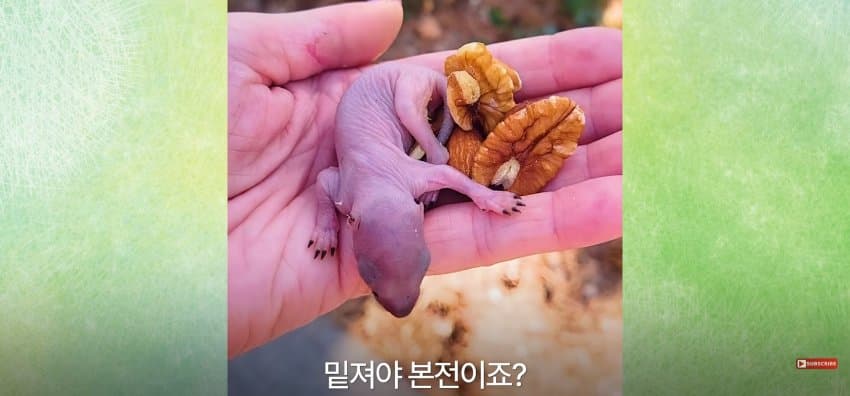 어미 다람쥐에게 갈곳 잃은 새끼 보여줬더니.. (23)