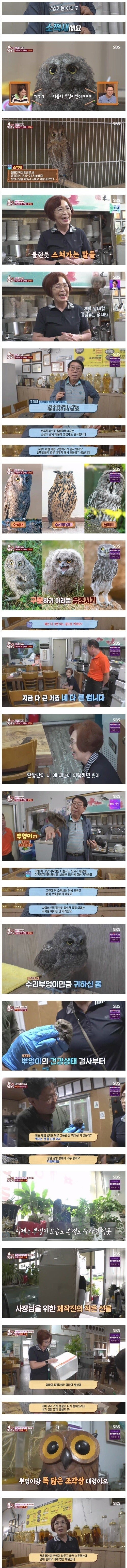 수리부엉이를 키운 식당 사장님 (2)