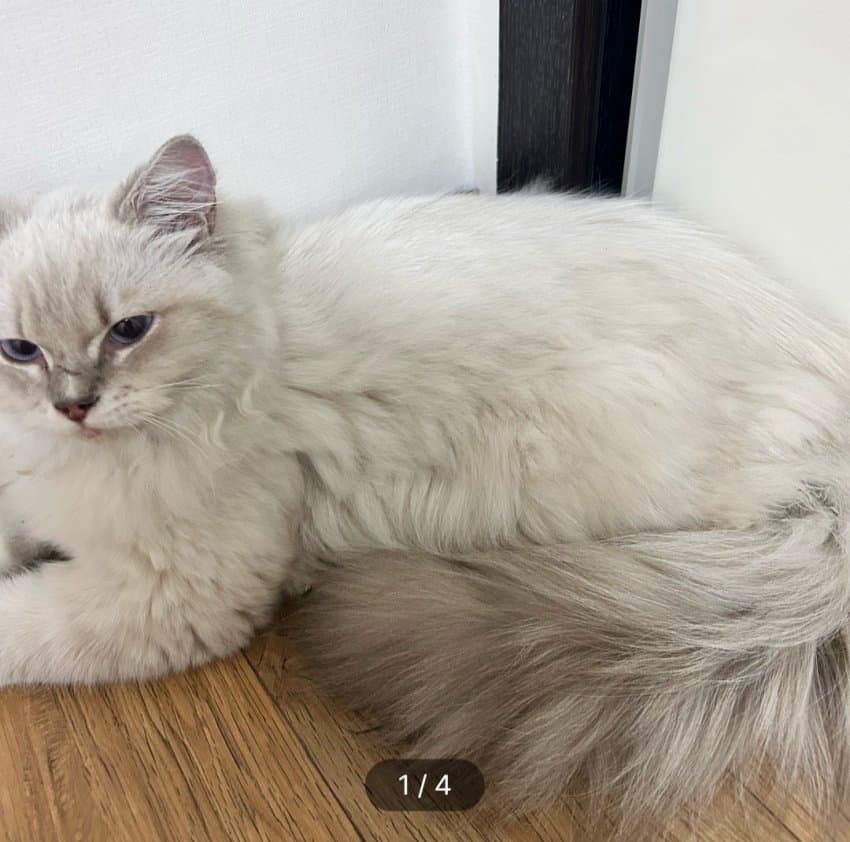 길고양이 주우면 안되는 이유 (4)
