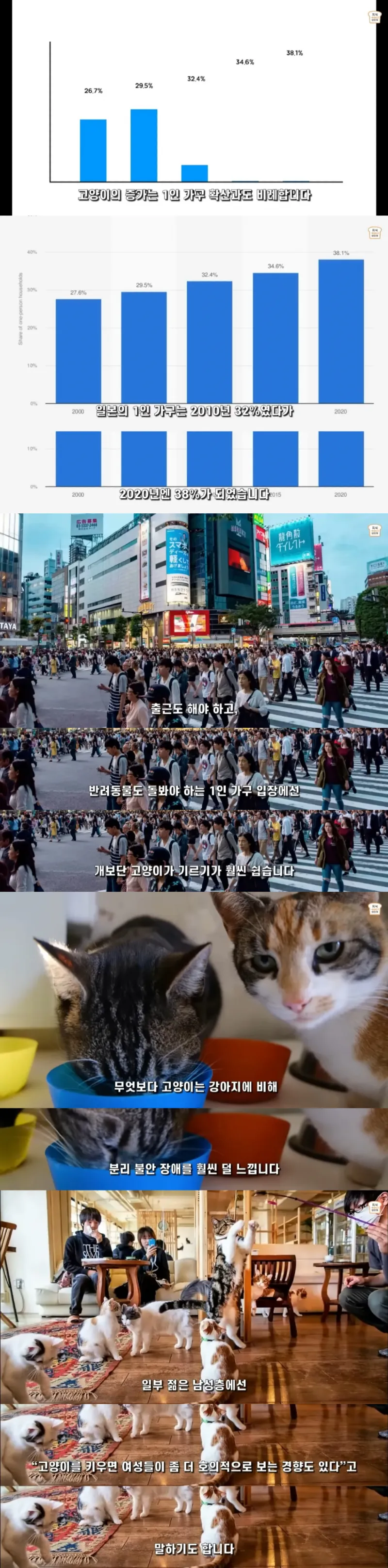 일본인들이 개보다 고양이를 더 많이 키우는 이유