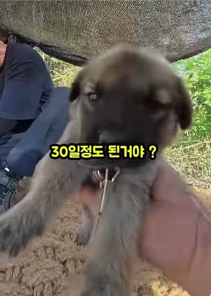 조회수1500만 견주 허락 없이 1개월 아기 강아지 그늘막 설치 사연, (30)