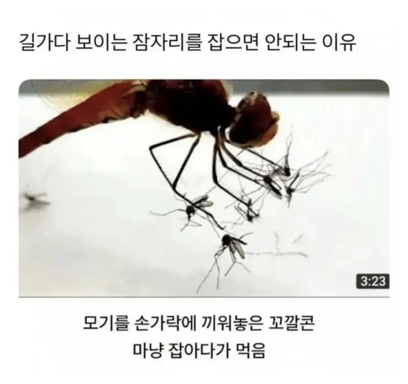 잠자리가 개쩌는 이유