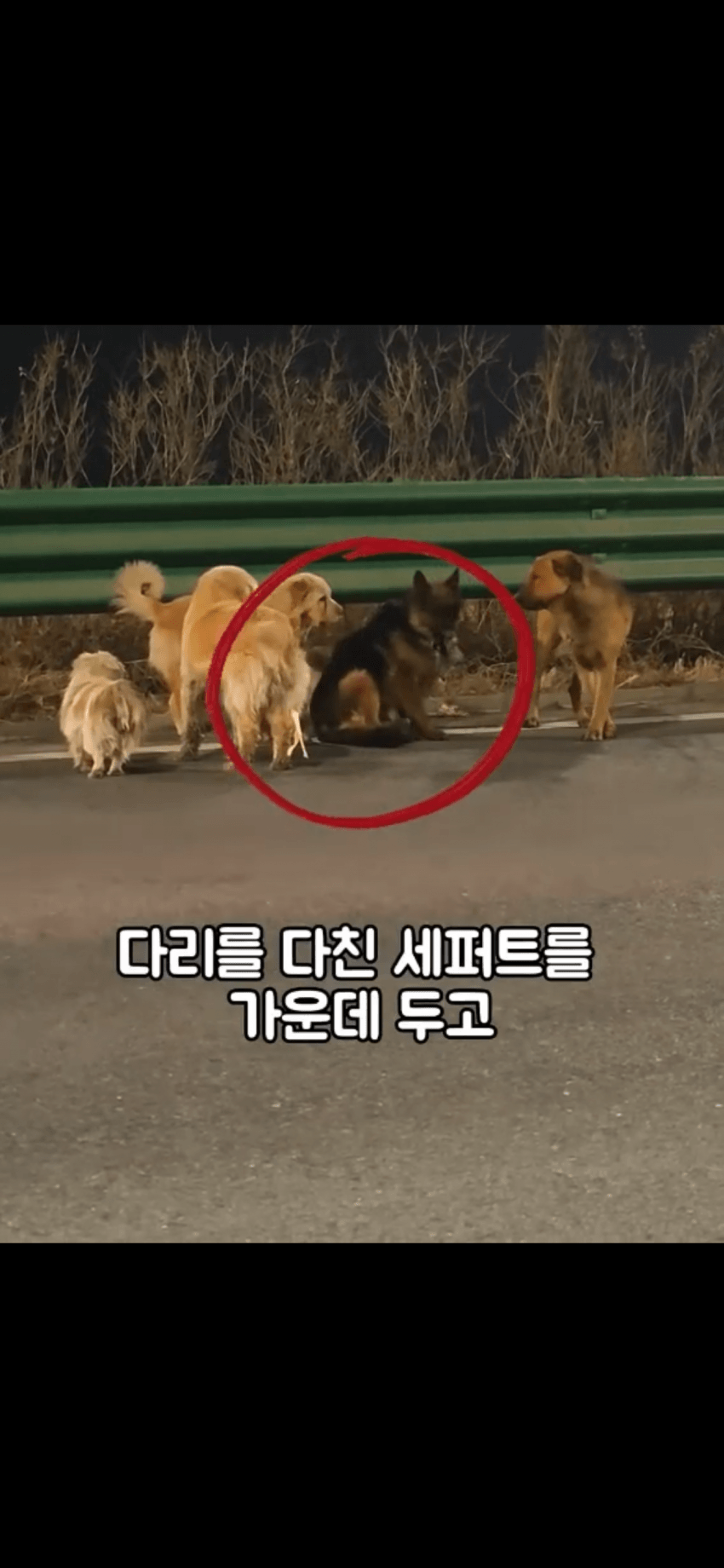 조회수 2억. 웰시코기 하드캐리. 개장수한테 도망가는개들 (5)