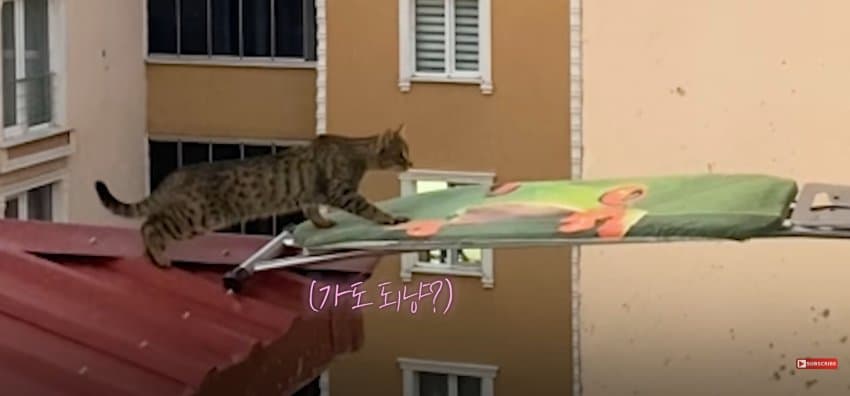 의문의 도구로, 지붕 위 고양이 구한 친구들 (12)