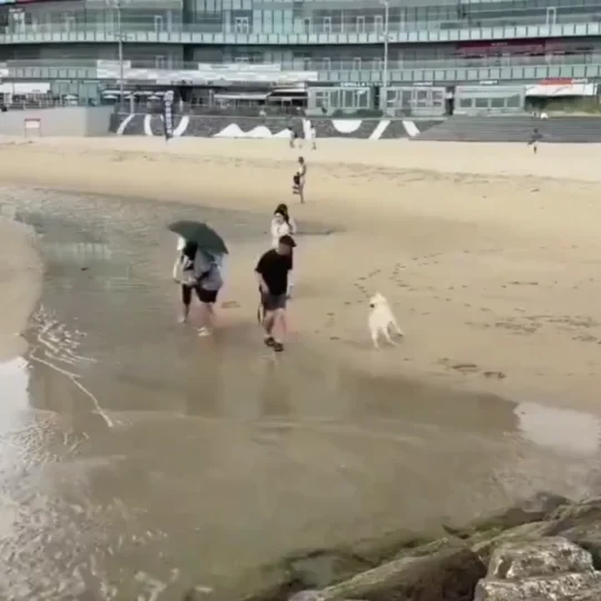 우리개는 안물어요