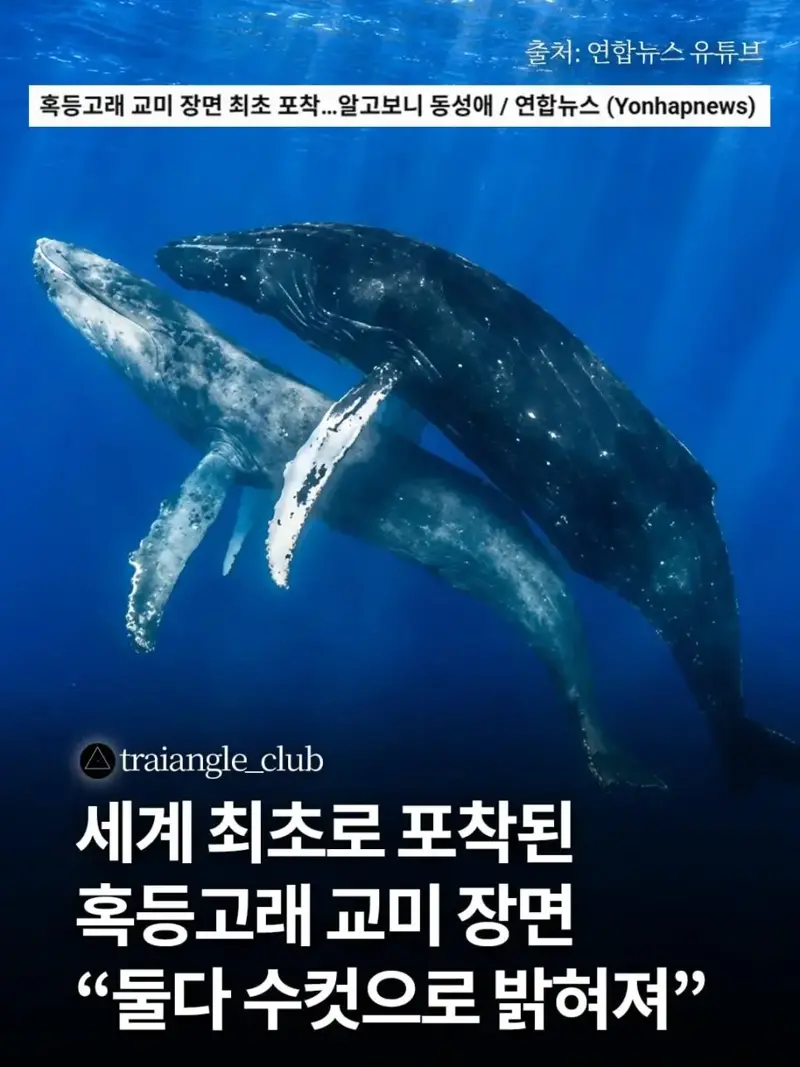 세계최초로 혹등고래 교미 장면 포착