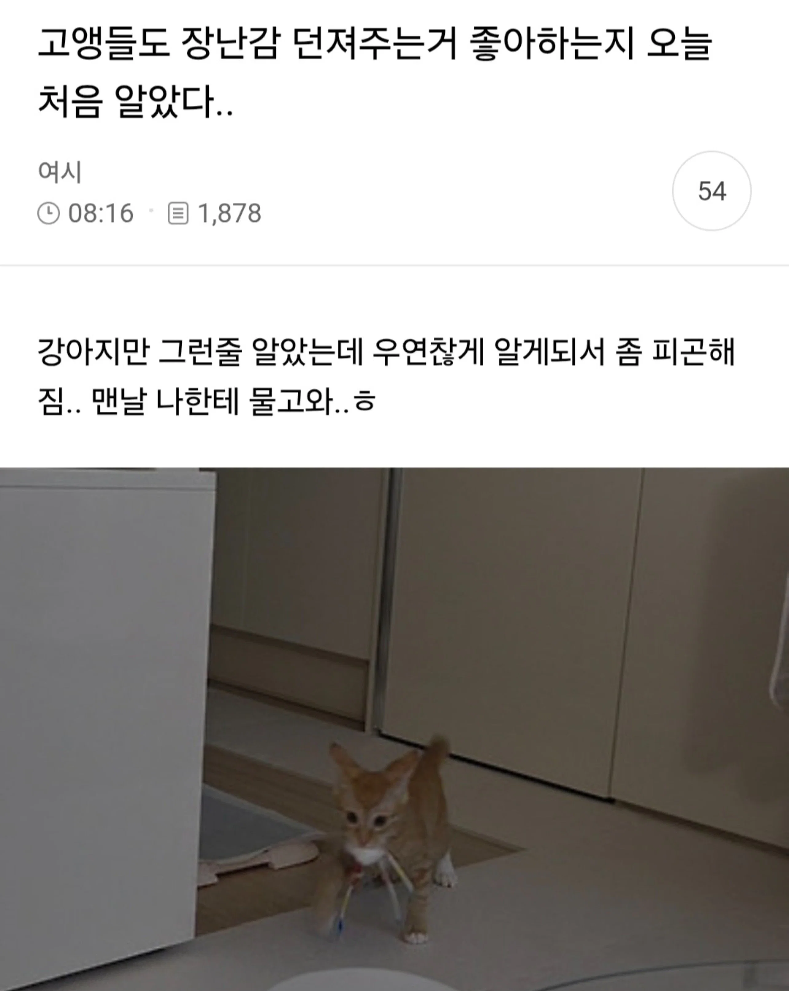 미용실 보냈는데 푸들이 실종되고 아기양으로 돌아왔습니다 (67)