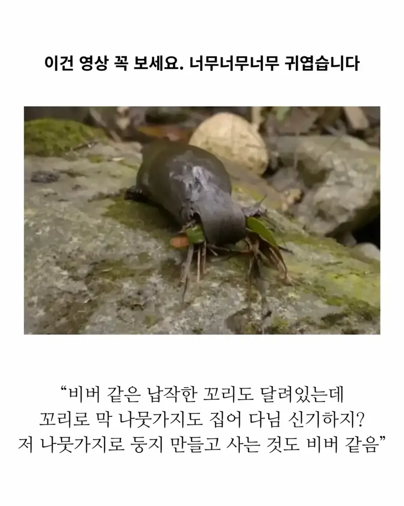 18세기 허언증 갤러리 (4)