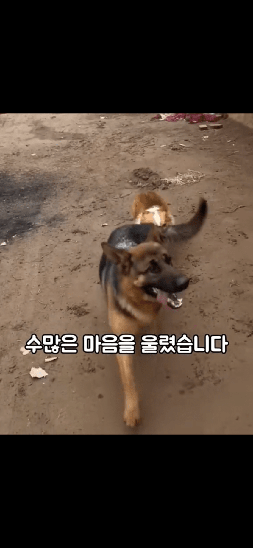 조회수 2억. 웰시코기 하드캐리. 개장수한테 도망가는개들 (17)