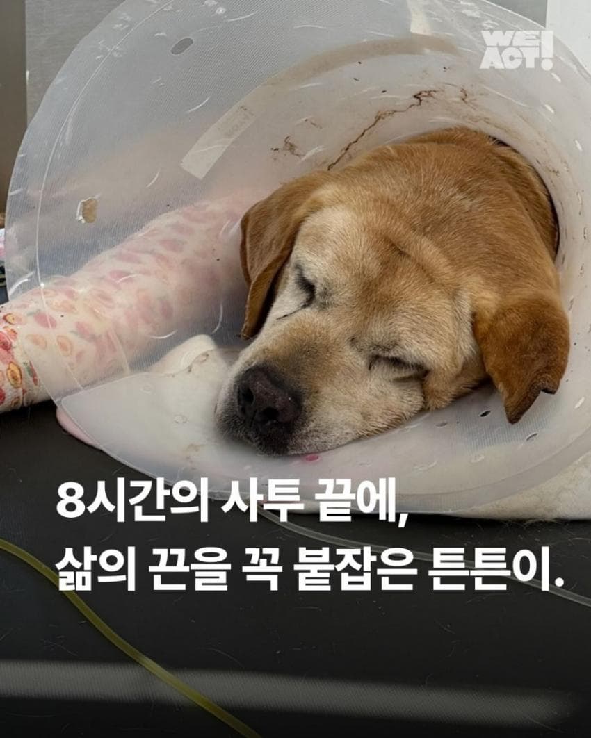 싱글벙글 7시간동안 수로에 빠져 가만히 있던 리트리버 근황 (2)
