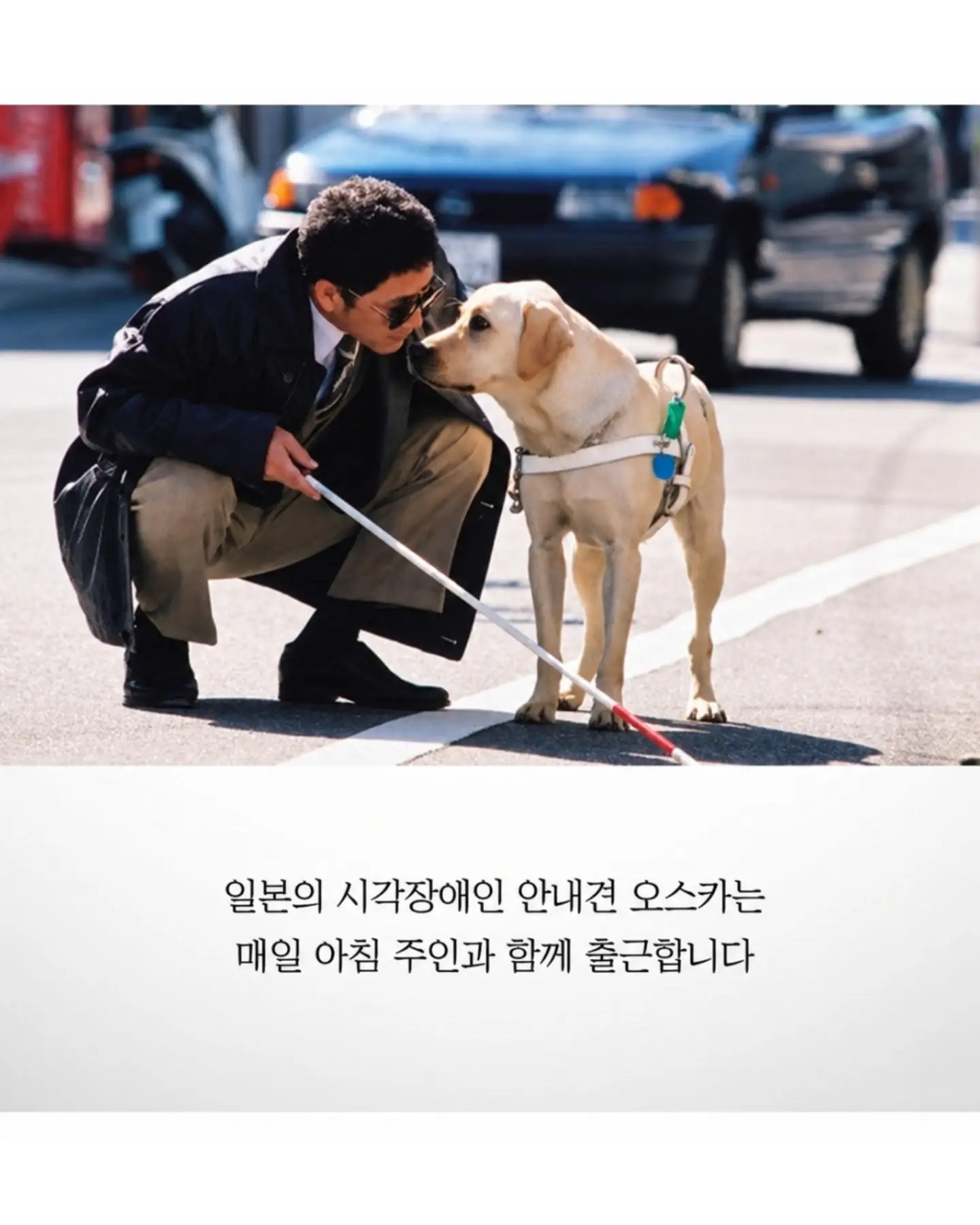 싱글벙글 흉기에 찔려도 참아낸 안내견 오스카