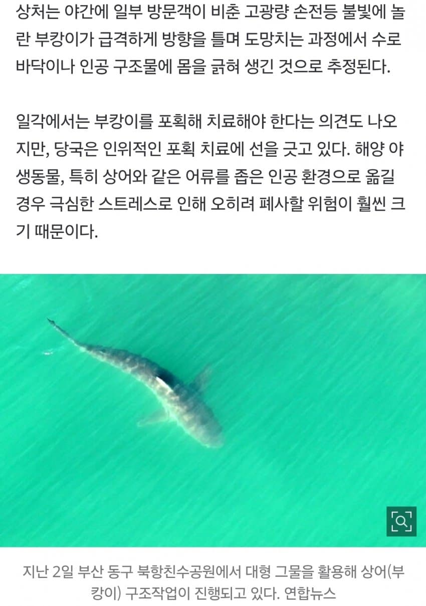 국민 상어 부캉이, 새끼 낳았나 (27)