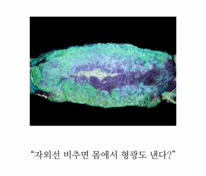 의외로 18세기에 발견된 기괴한 생명체 (7)