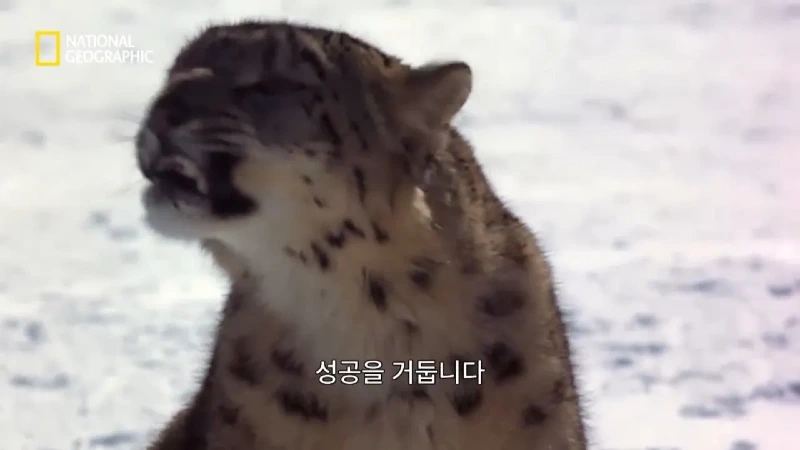 사냥 중 120m 절벽 아래로 떨어진 눈표범. jpg & YouT