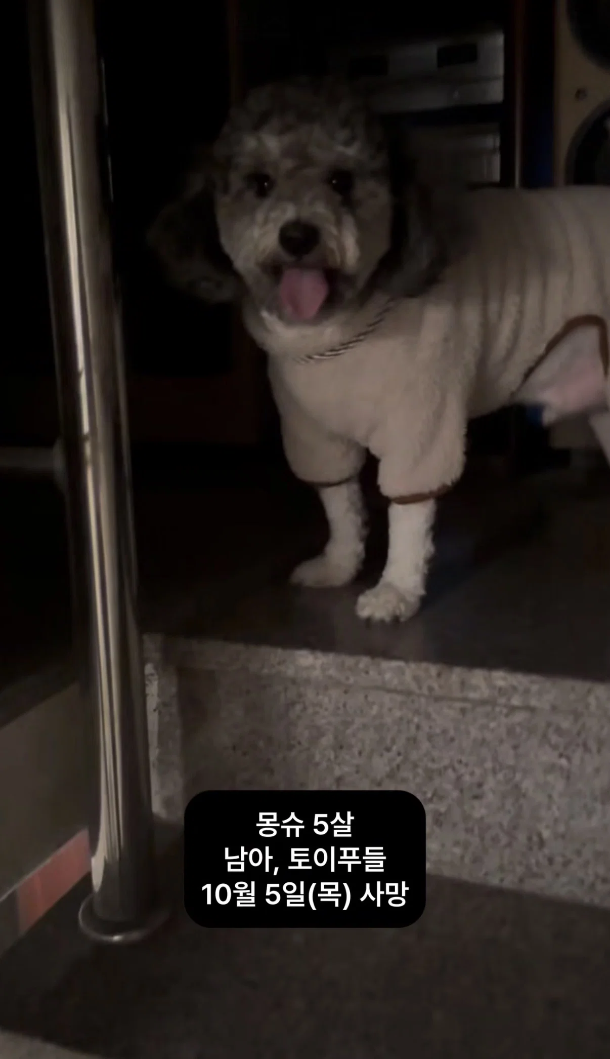 폭로 올라온 서울의 한 동물병원 (내원한 아이들 다 장기 부전으로 사망;) (5)