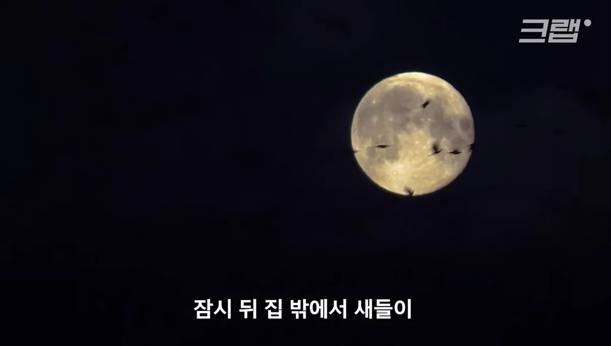 새들에겐 거의 전쟁난 수준이라는 불꽃축제 (10)