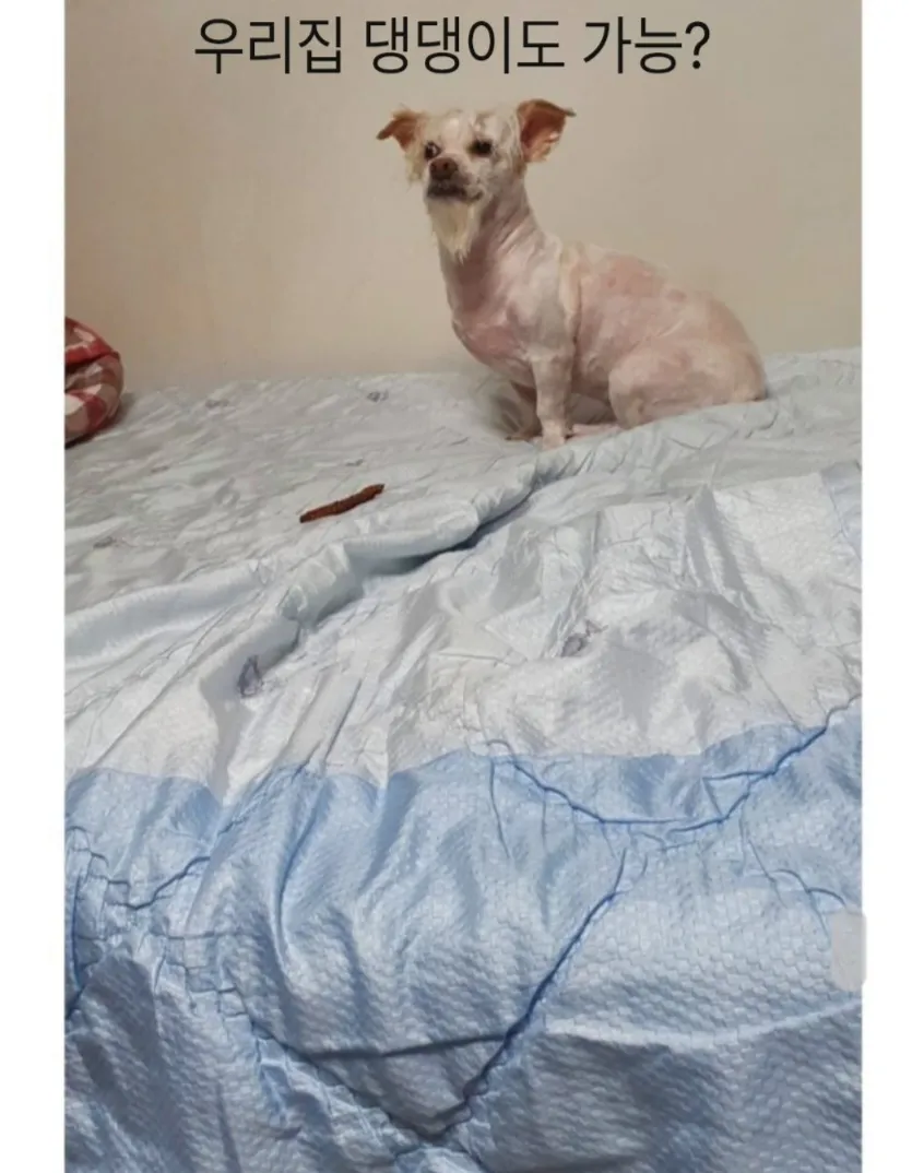 강아지 데리고 산책가면 여자 만나기 쉽다고?? (5)