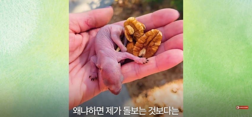 어미 다람쥐에게 갈곳 잃은 새끼 보여줬더니.. (21)
