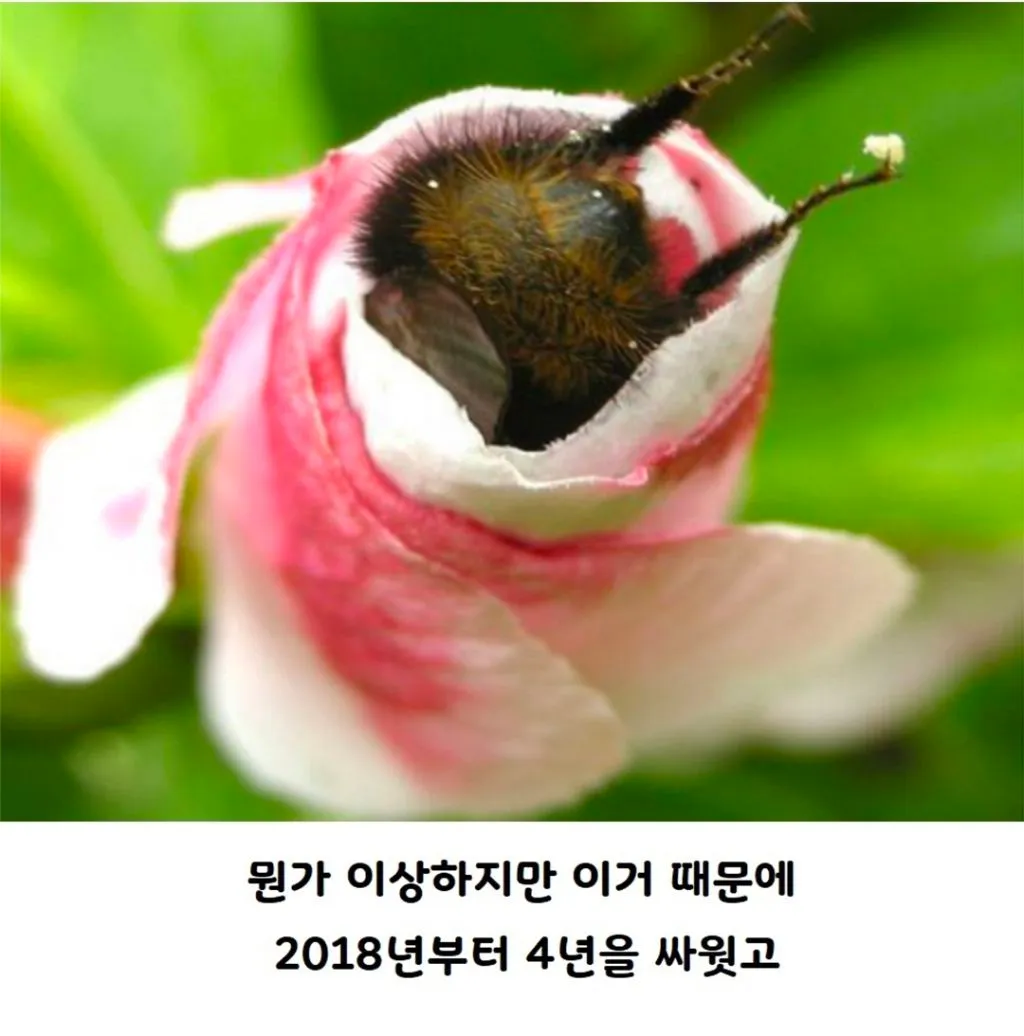 미국에서 물고기로 분류되는 호박벌