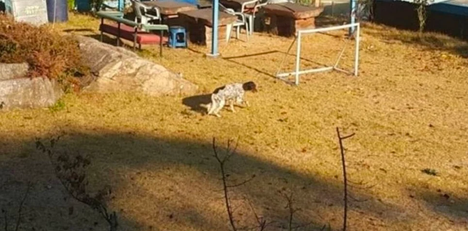 시골에 있는 이상한 개