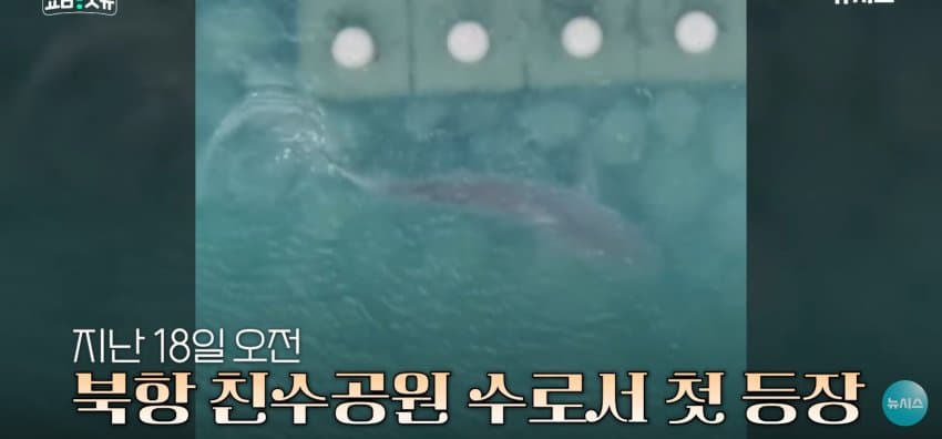 상어 한마리에 3만명 몰려, 부산 명소가 된 북항 (11)