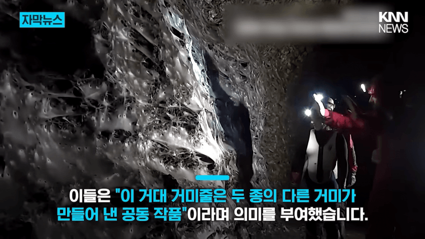경악 세상에서 제일 큰 거미줄 발견 (11)
